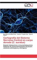 Cartografia del Sistema Nervioso Central En Carpa Dorada (C. Auratus)
