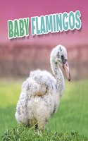 Baby Flamingos: (Baby Animals)