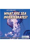 What Are Sea Invertebrates?