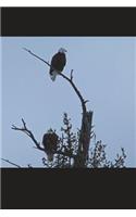 Eagles in a Tree Journal: 150 page lined notebook/diary