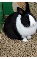 Cute Rabbit Journal