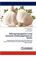 Micropropagation and Somatic Embryogenesis in Garlic