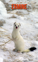 Ermine: Amazing Facts about Ermine