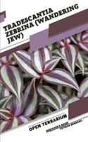 Tradescantia zebrina (Wandering Jew): Open terrarium, Beginner's Guide