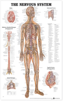 The Nervous System Anatomical Chart: (English)