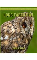 Long eared owl