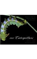 100 Caterpillars