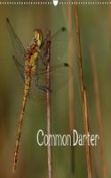 Common Darter 2018