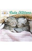 Cute Kittens Aspca 2018 Calendar