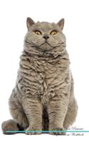 Selkirk Rex Affirmations Workbook Selkirk Rex Presents: Positive and Loving Affirmations Workbook. Includes: Mentoring Questions, Guidance, Supporting You.