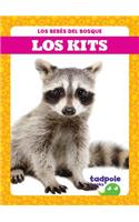 Los Kits (Raccoon Cubs)