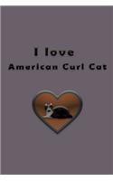 I love American Curl Cat