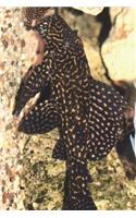 Glyptoperichthys Joselimaianus Golden Spot Pleco Journal: Take Notes, Write Down Memories in this 150 Page Lined Journal