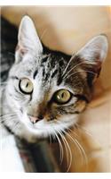 Cat Journal