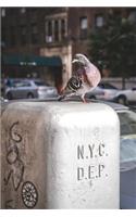 New York City Pigeon-Notebook: 150 page lined 6 x 9 notebook/diary/journal