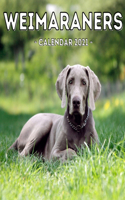 Weimaraners Calendar 2021