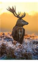Stag in the Frost Notebook: (34 Autumn Awe 150 Lined)