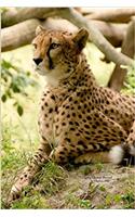 Lying Cheetah Journal