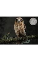 Beautiful Owls Notecard Set