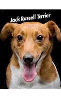 Jack Russell Terrier