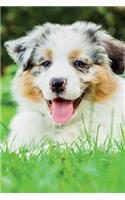 Australian Shepherd Spring Notebook & Journal. Productivity Work Planner & Idea Notepad: Brainstorm Thoughts, Self Discovery, To Do List