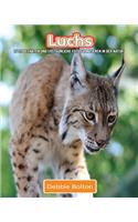 Luchs: Lustige Fakten und erstaunliche Fotos von Tieren in der Natur