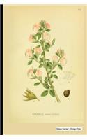 Nature Journal - Vintage Print