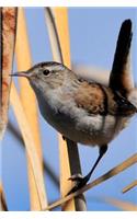 Marsh Wren (Cistothorus Palustris) Bird Journal: 150 page lined notebook/diary