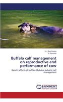 Buffalo calf management on reproductive and performance of cow