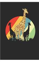 Giraffes