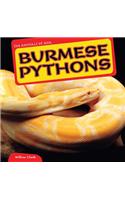 Burmese Pythons: (Animals of Asia)