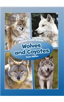 Wolves and Coyotes