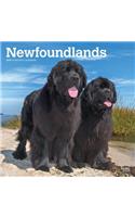 Newfoundlands 2019 Square