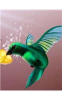 Humming Bird Notebook
