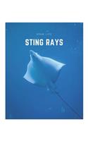 Sting Rays