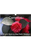 Camellias A Bright Spot in the Dark Season 2017