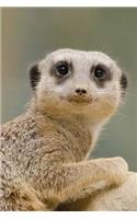 Cute Animal Journal #11: Meerkat (Blank Pages): 200 Page Journal