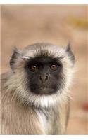Old World Gray Langur Monkey is Looking at You Journal