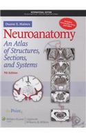 Neuroanatomy