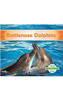 Bottlenose Dolphins