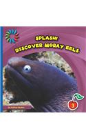 Discover Moray Eels