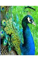 Graph Paper Notebook - Peacock