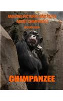 Chimpanzee