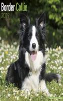 Border Collie Calendar 2019