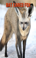 Bat Eared Fox