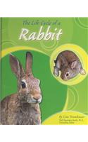 The Life Cycle of a Rabbit