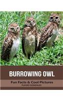 Burrowing Owl: Fun Facts & Cool Pictures