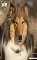 Collie Calendar 2020