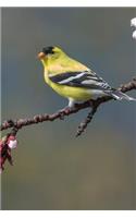 Bird Journal: A 120 Page 6x9 Blank Lined Notebook / Journal Gift for Bird Owners, Bird Watchers, Campers, Hikers, Ornithologists and More(9 Pretty Birds Vol)