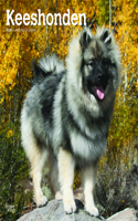Keeshonden 2023 Square